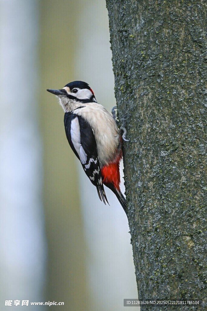 啄木鸟栖息树干瞬间