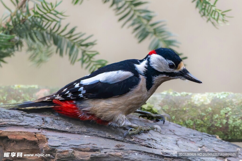 啄木鸟立于木上