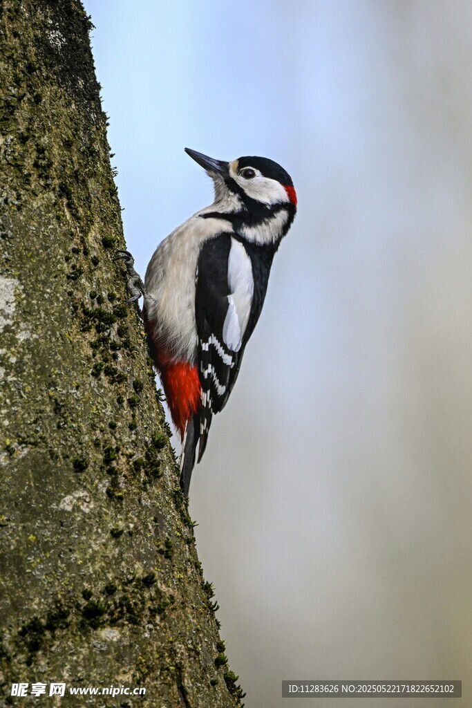 树干上的啄木鸟