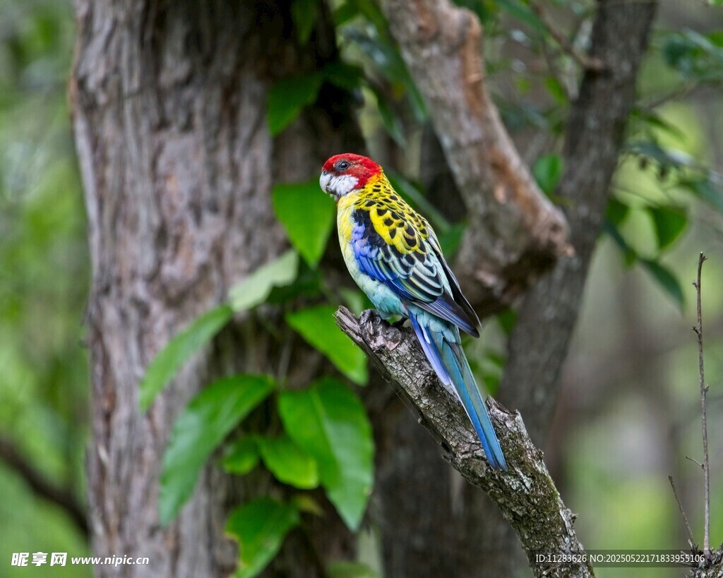 五彩斑斓小鸟栖于树干
