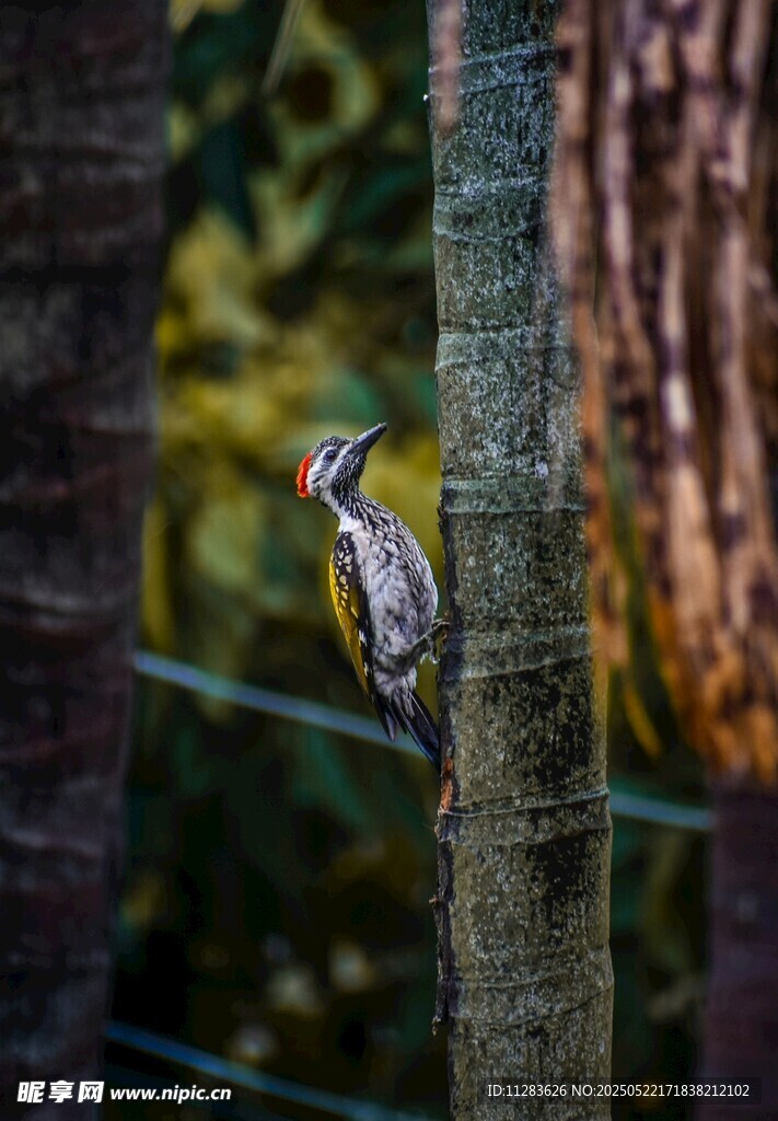 树干上的啄木鸟