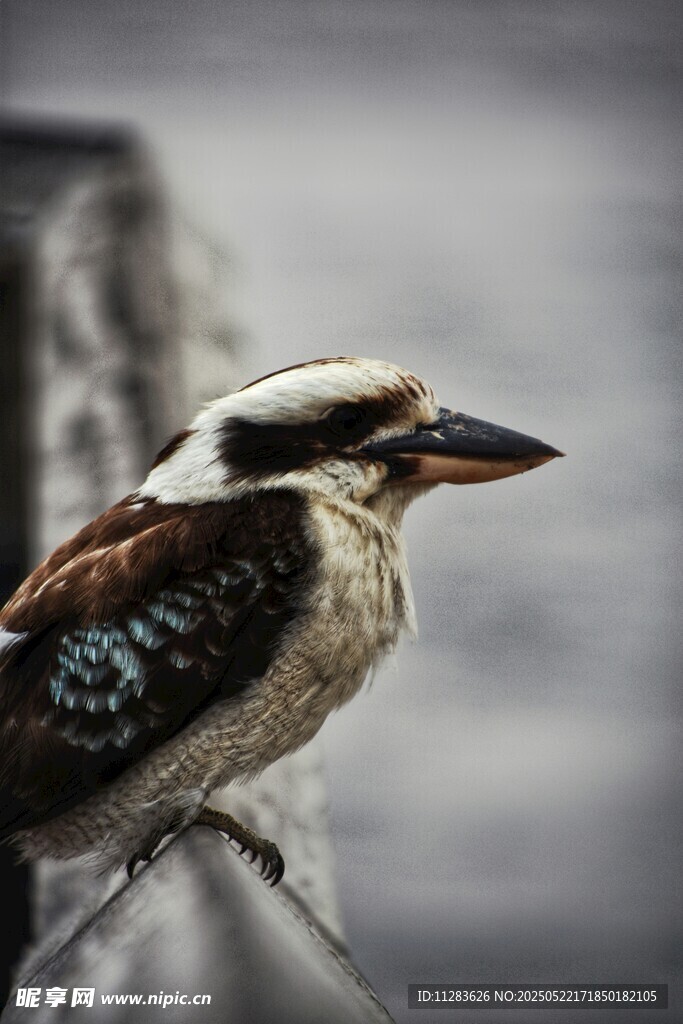 栖息枝头的美丽斑鱼狗