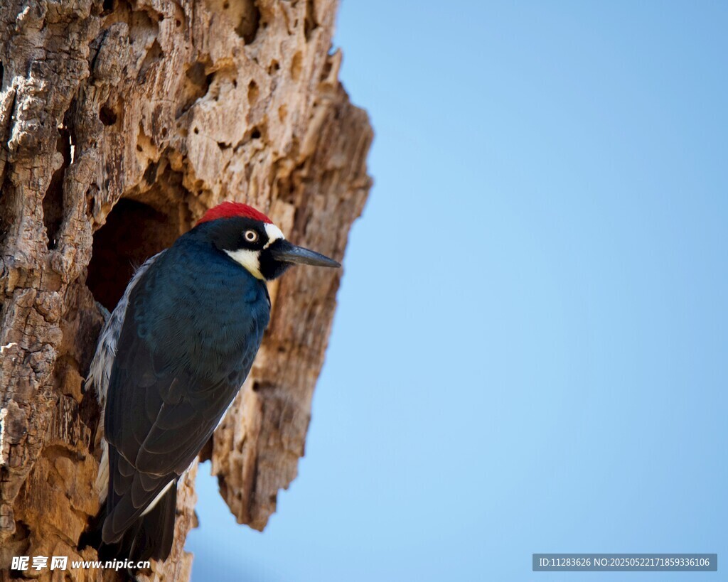 啄木鸟栖于树洞