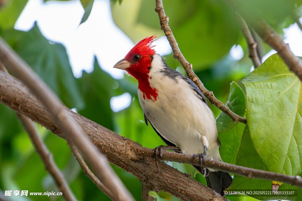 红冠小鸟栖于绿叶枝头