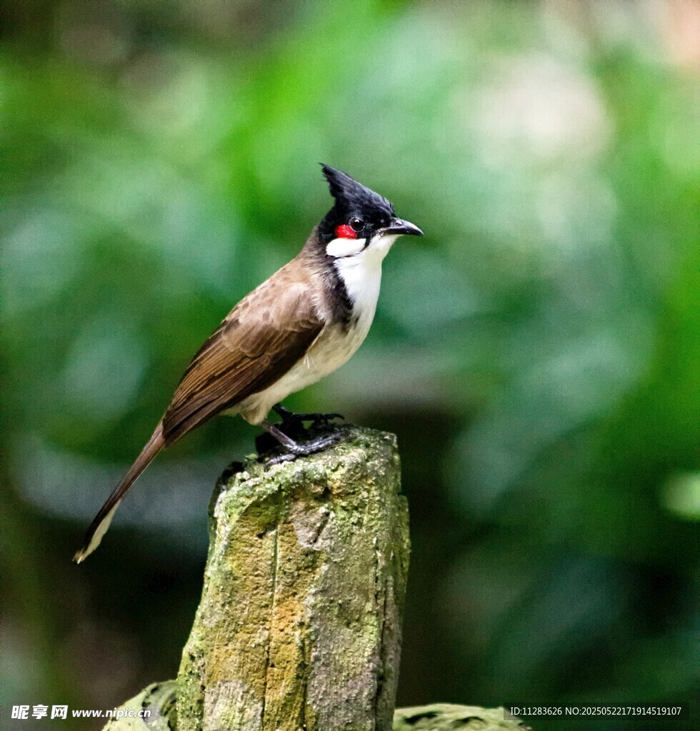 枝头的黑冠鹃鵙