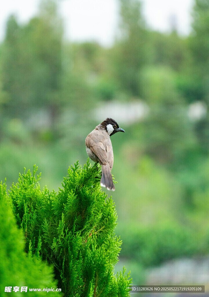 枝头小鸟栖于翠绿植物间