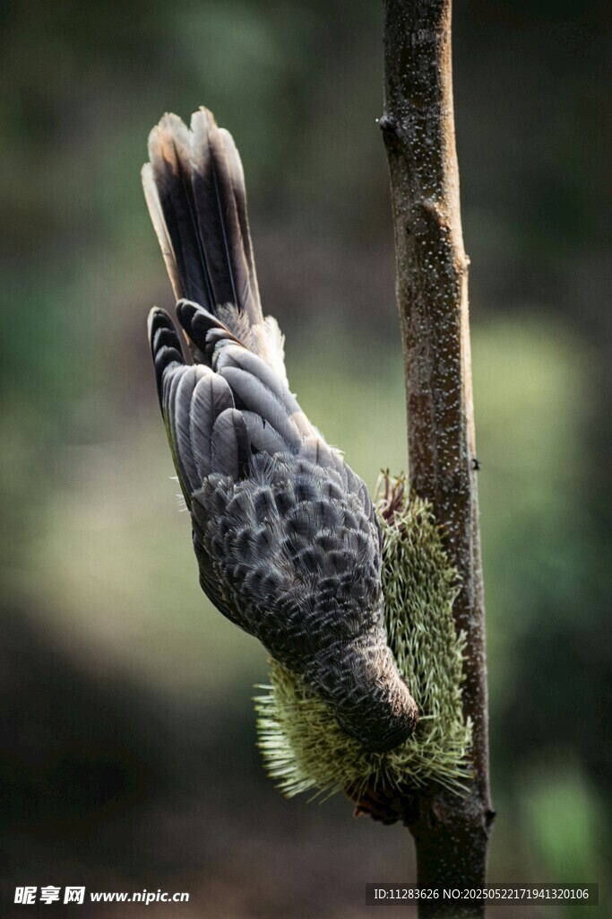 枝头觅食的斑点小鸟