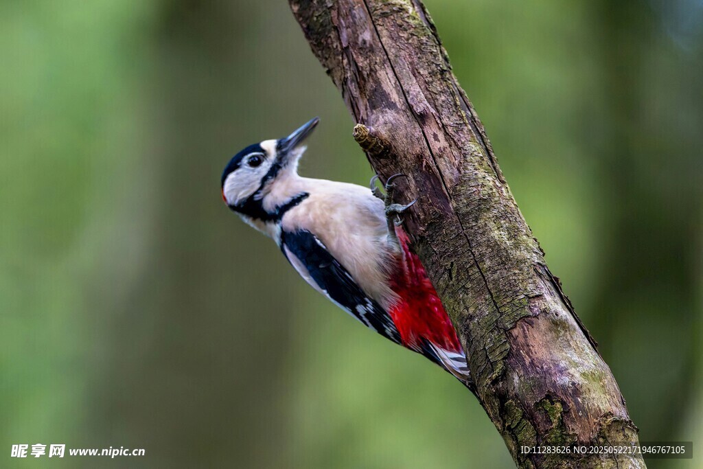 啄木鸟栖息树干瞬间