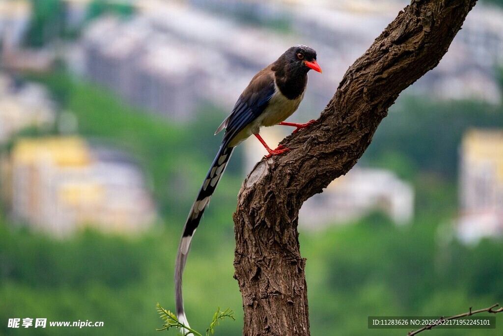 红嘴蓝鹊栖息于枝头