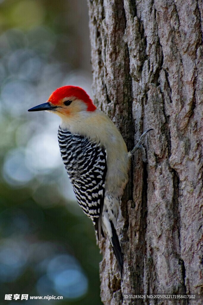 红顶啄木鸟栖于树干