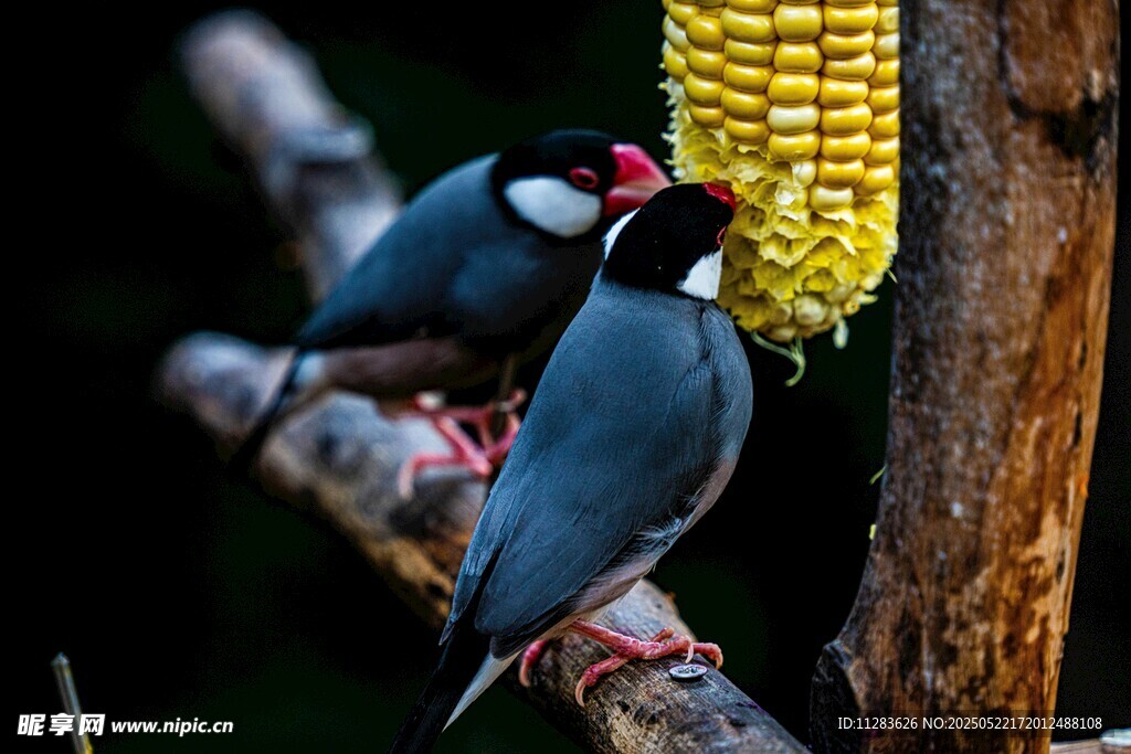 蓝鹊啄食玉米画面