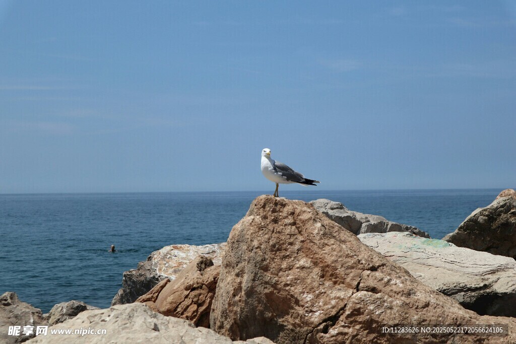 岩石上的海鸥眺望大海