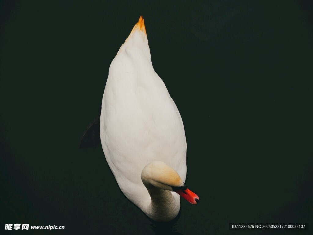 水中白鹅特写