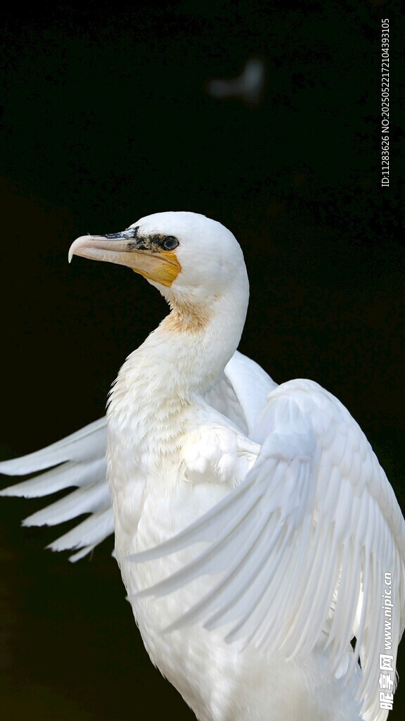 展翅白鸟特写