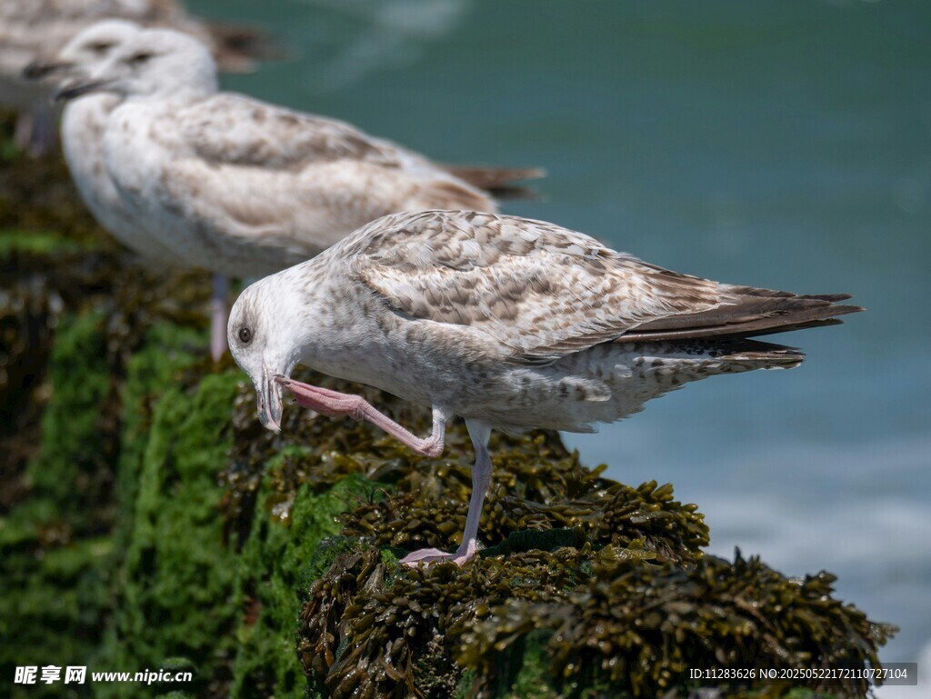 海鸥立于长满苔藓的石上