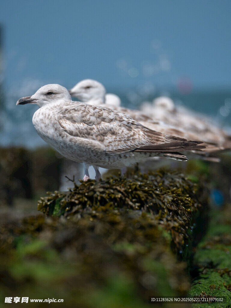 海边栖息的几只海鸥