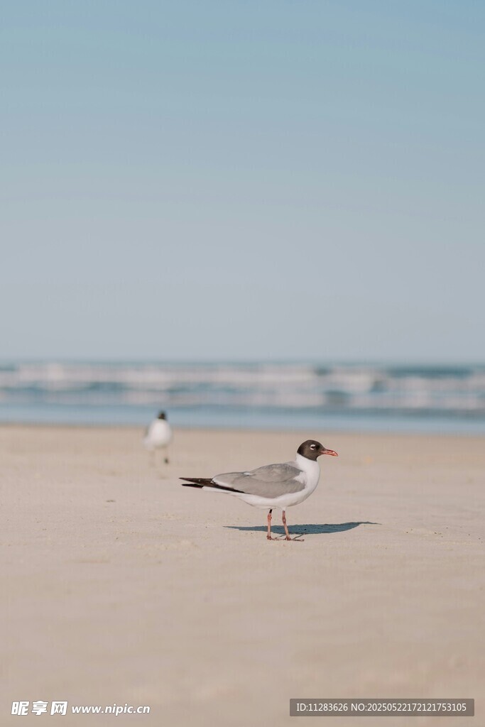 沙滩上的海鸥