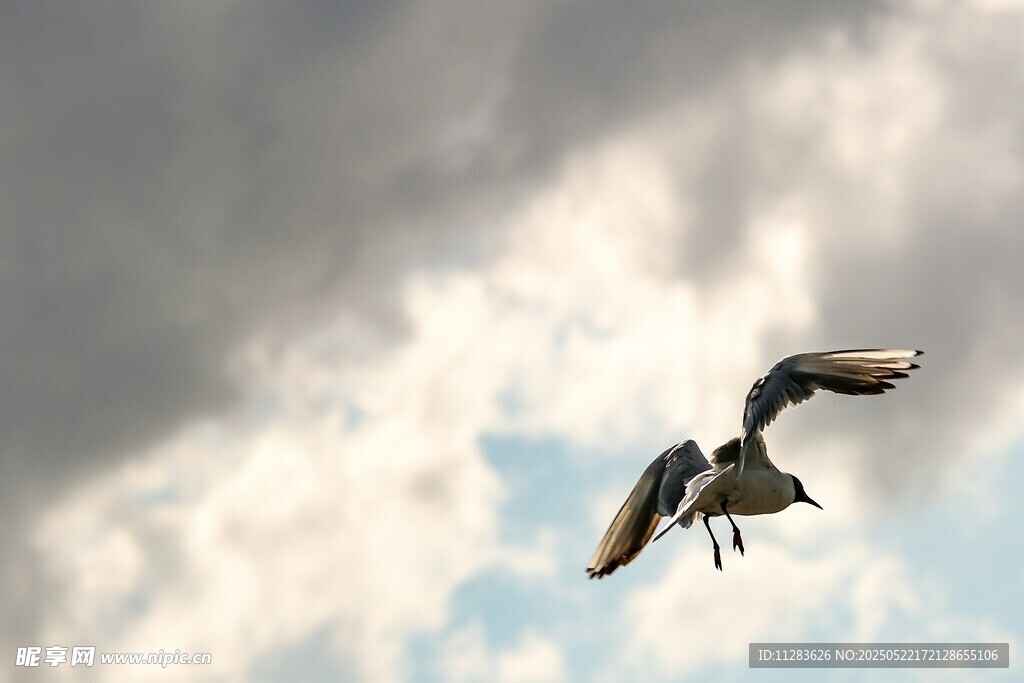 翱翔天际的飞鸟