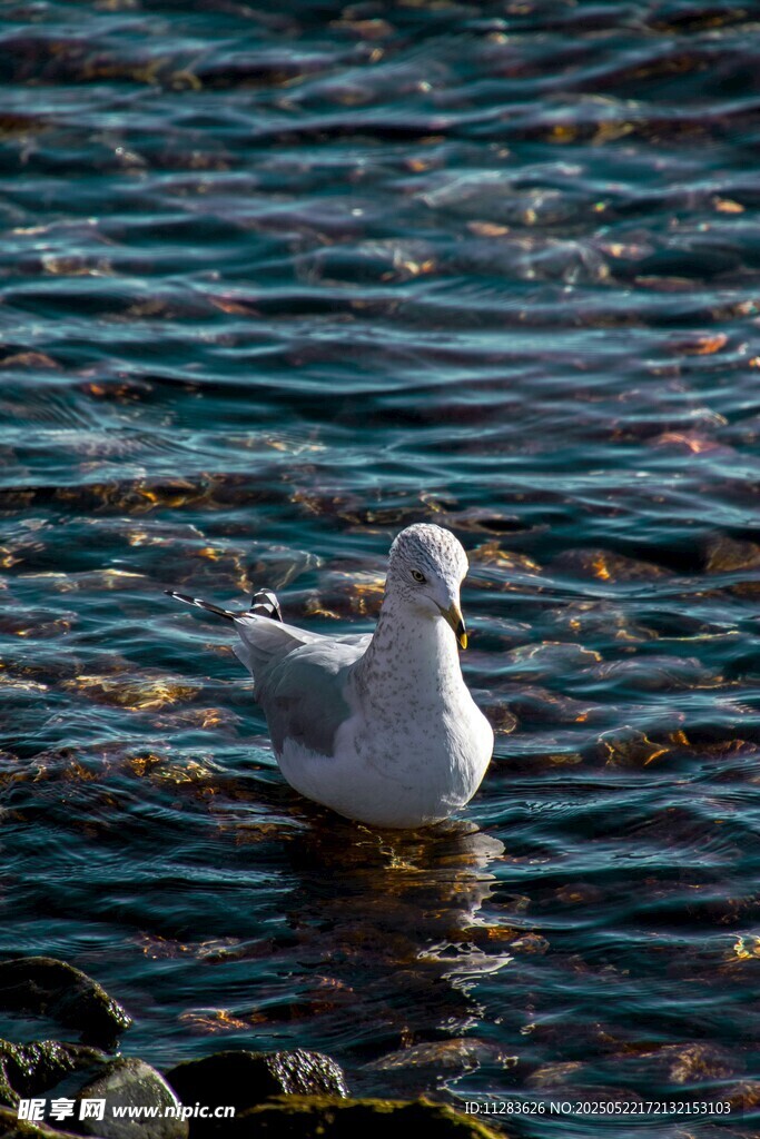 水中海鸥