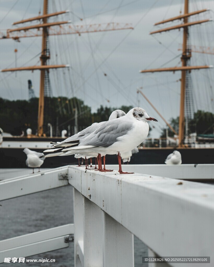 码头栏杆上停歇的白海鸥