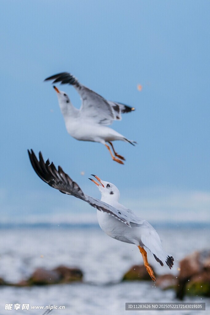 双鸥翱翔于蓝天海岸间