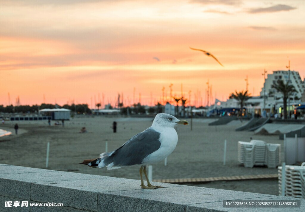 夕阳下海鸥立于码头