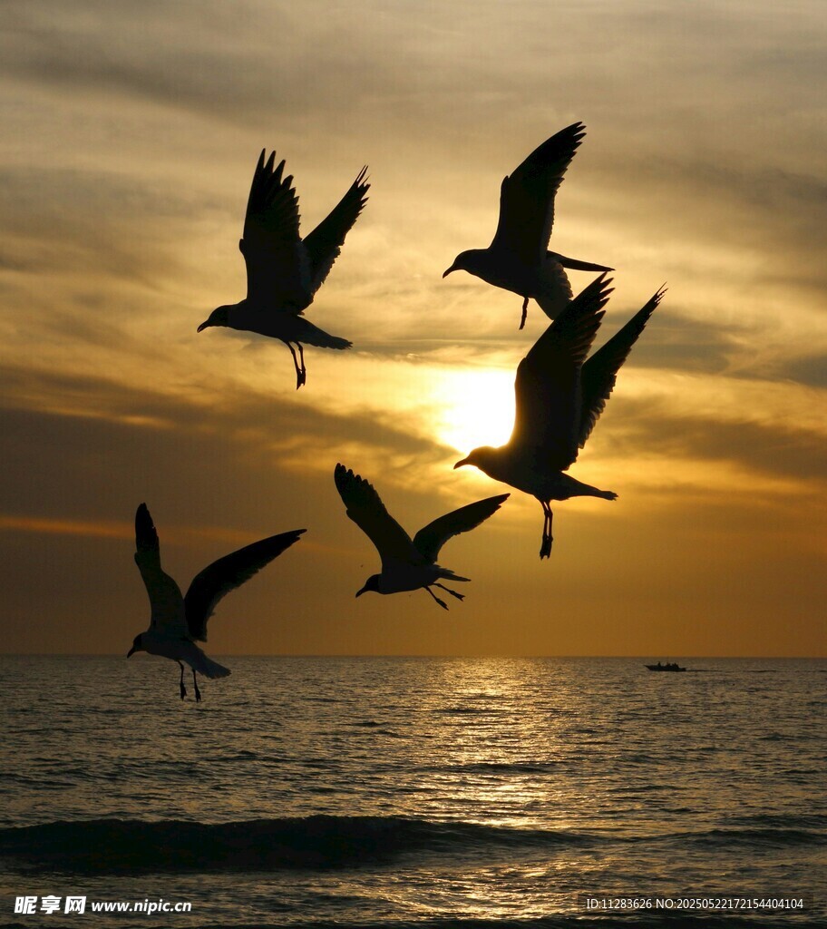 夕阳下群鸟翱翔海面