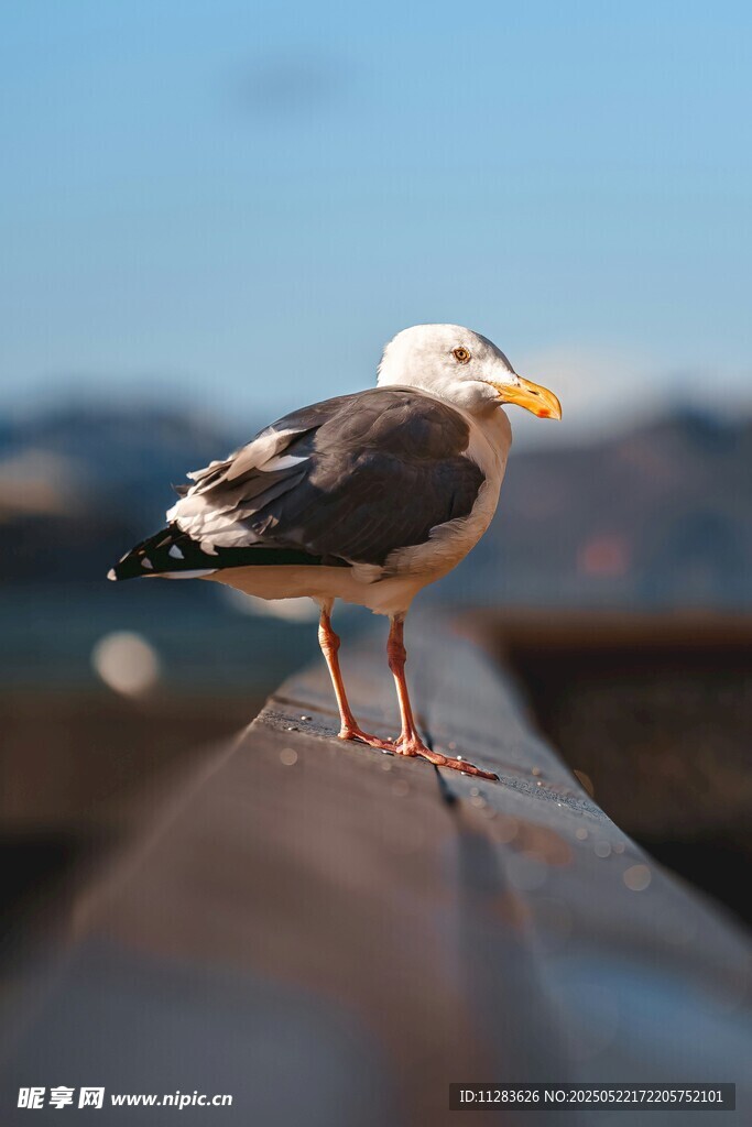 海鸥立于栏杆上