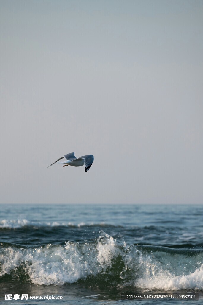海鸥翱翔于海浪之上