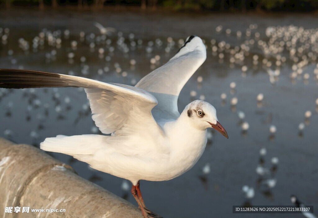 展翅海鸥于水边栏杆