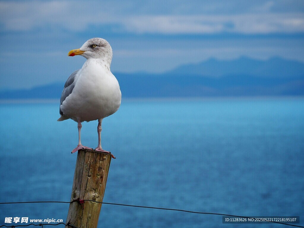 海鸥立于木桩眺望大海