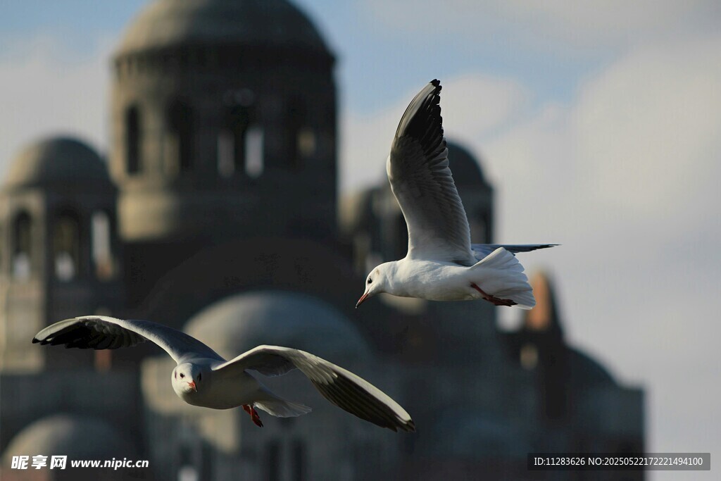 海鸥飞翔于古老建筑上空