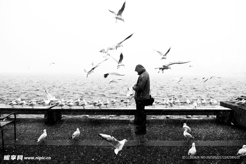 男子与群鸟在海边的画面