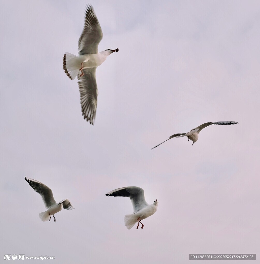 天空中飞翔的几只海鸥
