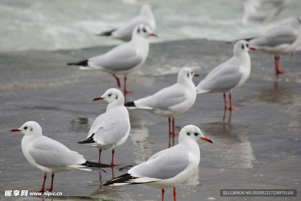 海边成群站立的白色海鸥