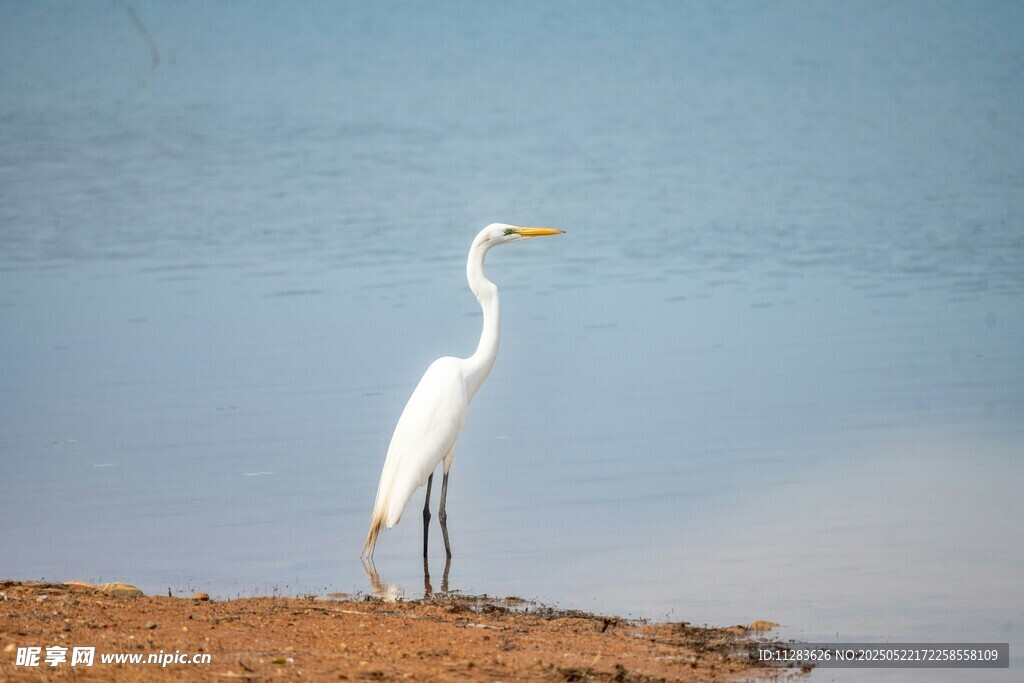 岸边独立的优雅白鹭