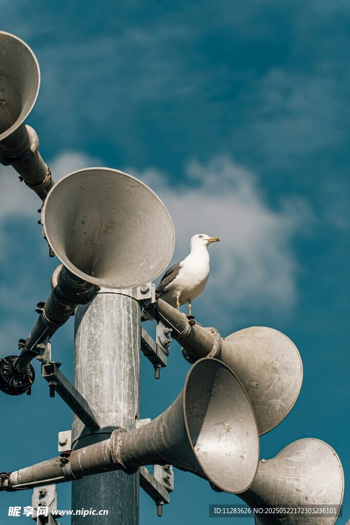 白鸽立于扩音喇叭之上