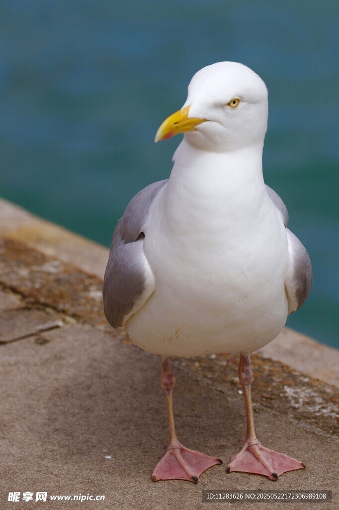 海边站立的优雅海鸥
