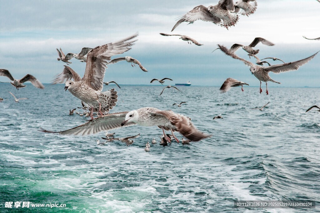 海面上群鸟飞翔的美景
