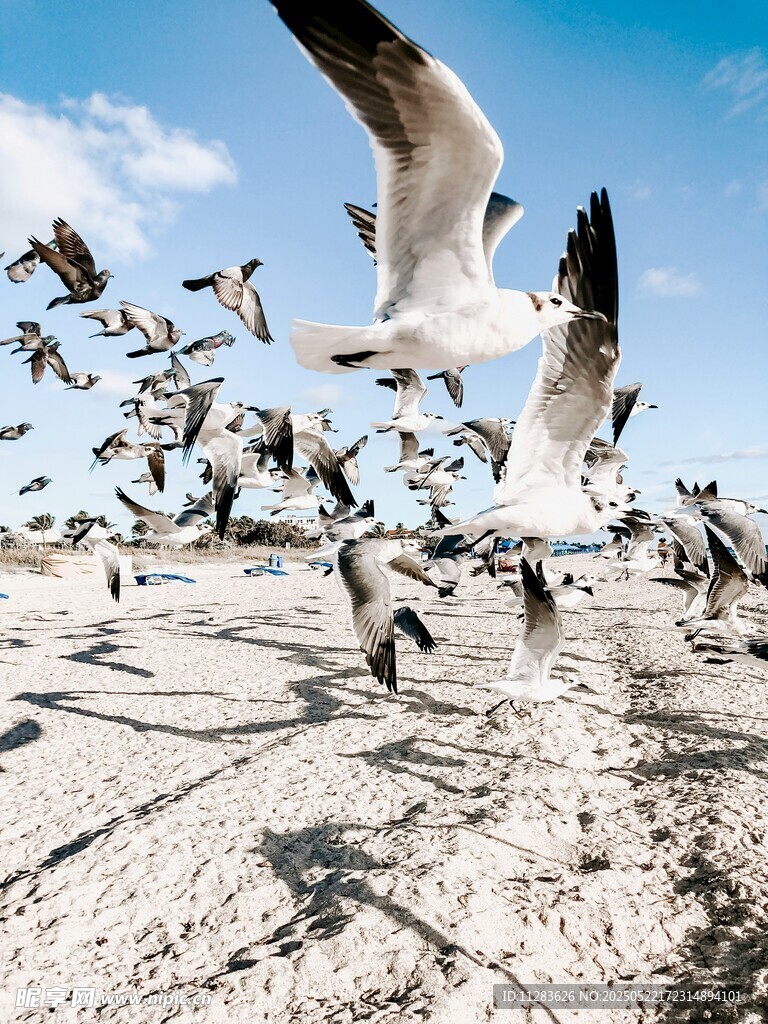 海滩上群飞的海鸥