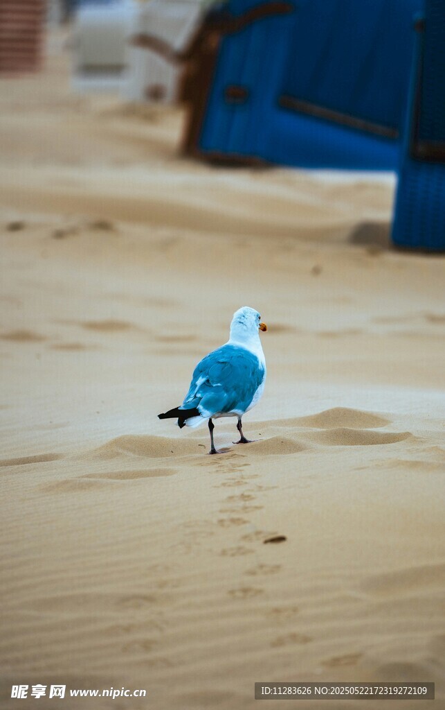 沙滩上的蓝色小鸟