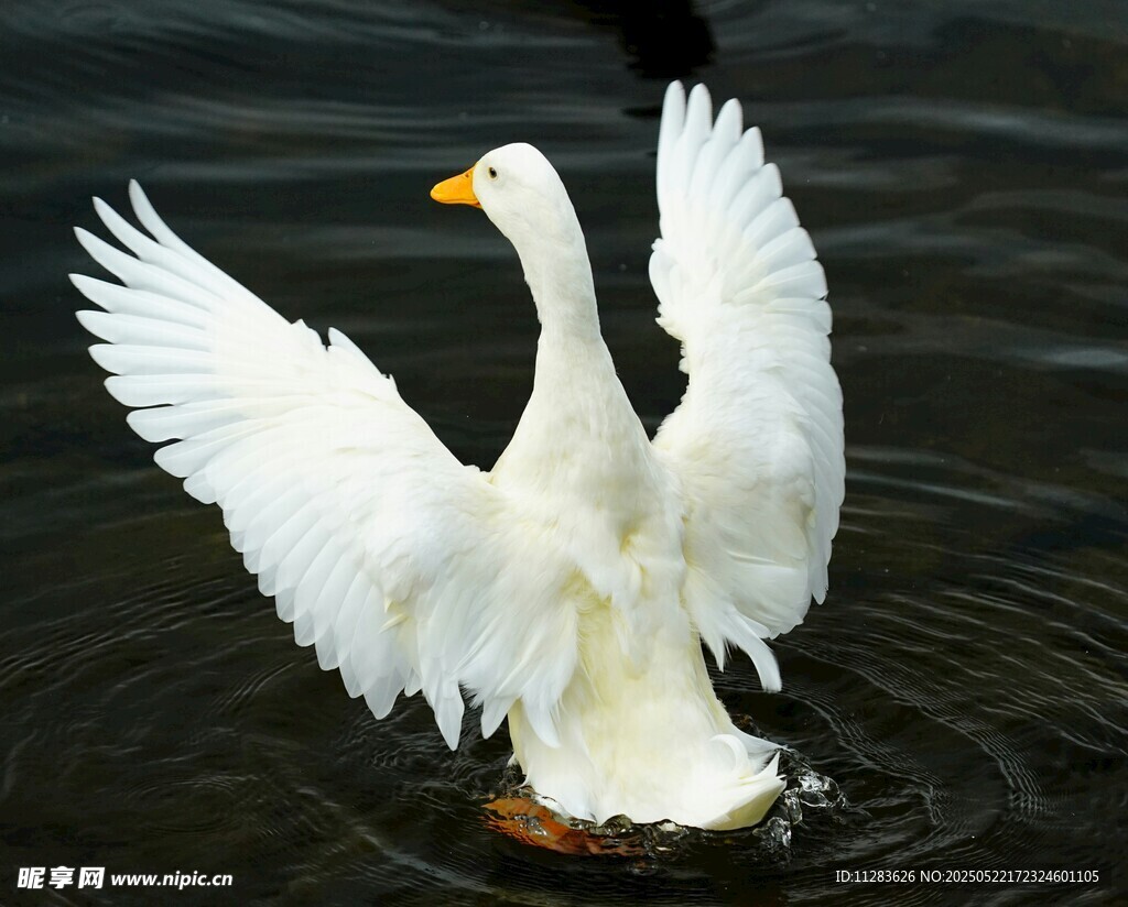 白鹅水中展翅