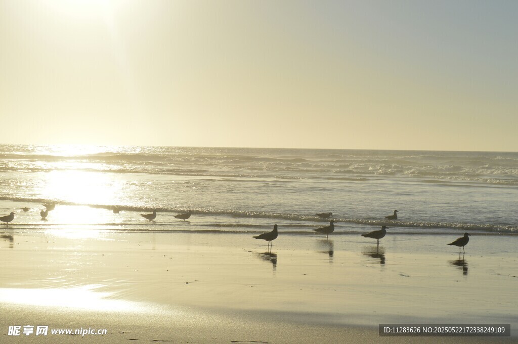 海滩上的鸟儿与金色阳光