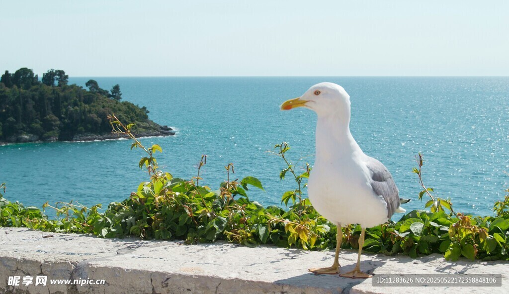 海边石栏上的孤独海鸥