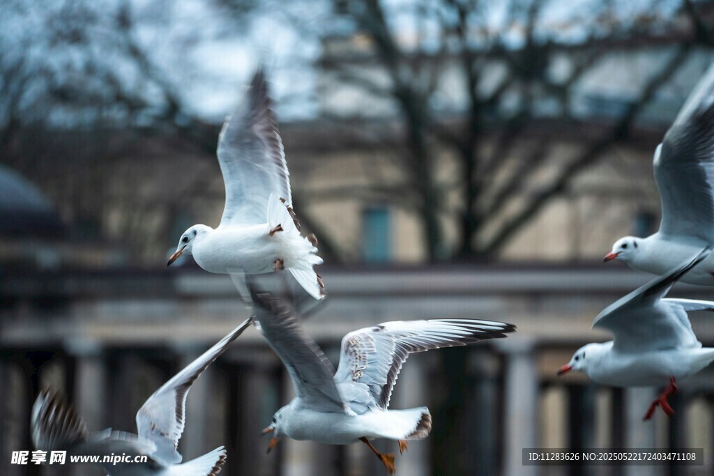 空中飞舞的群鸥