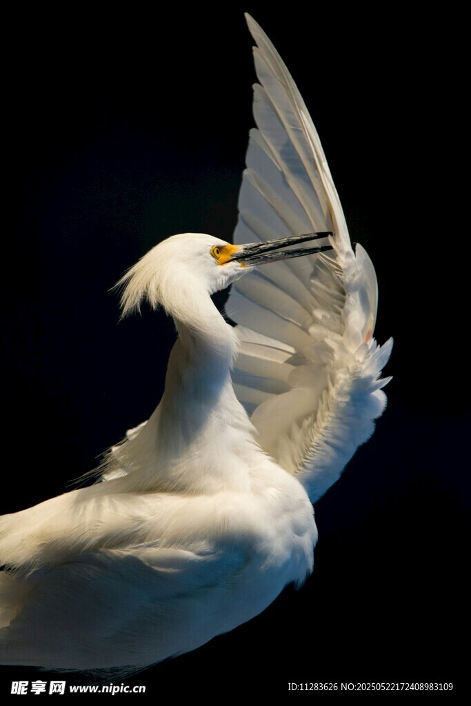 优雅白鹭展翅瞬间