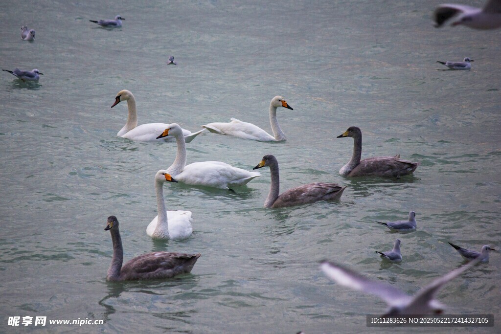 湖面上的多种水鸟共舞
