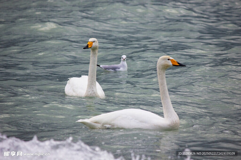 水中优雅天鹅与海鸥相伴