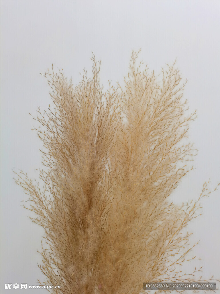 芦花干花特写