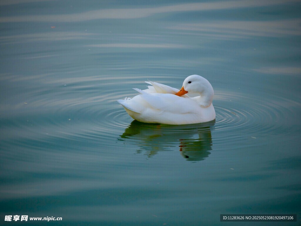 水面上悠游的白色鸭子
